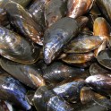 Moules d'Espagne