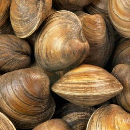 Clams