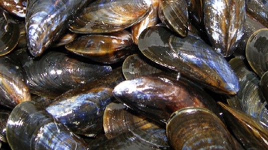 moules-de-bouchots-espagne